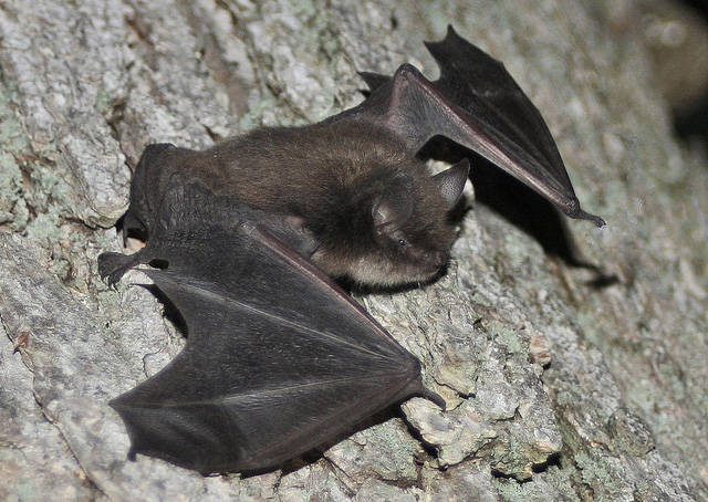 File:Little brown bat.jpg
