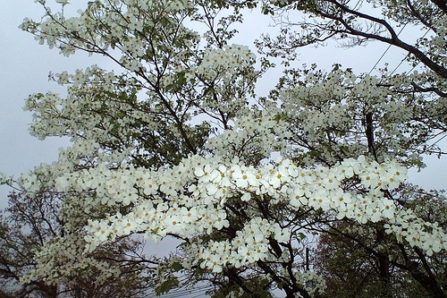 File:Flowering dogwood.jpg