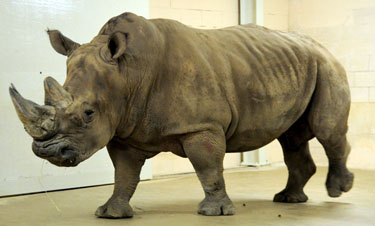File:Max the rhino.jpg