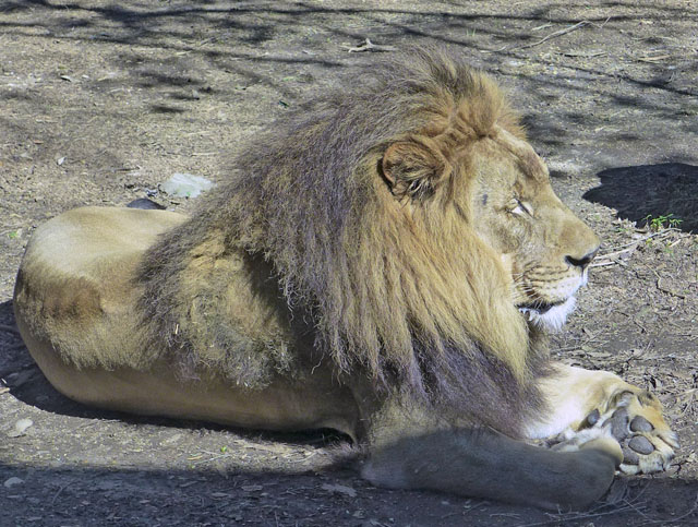 File:Josh African lion.jpg