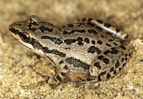 File:Upland chorus frog.jpg