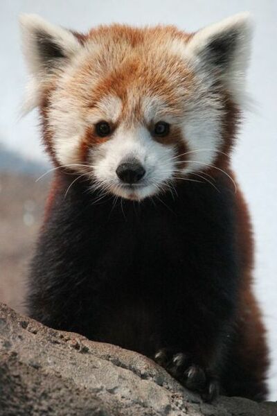 File:Gizmo red panda.jpg