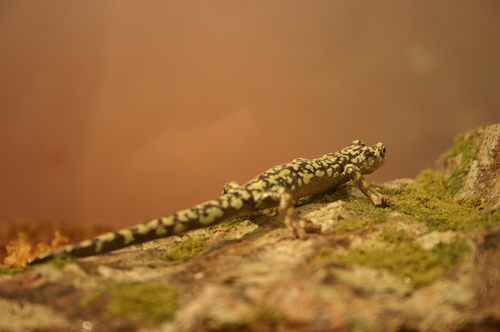 File:Green salamander.jpg