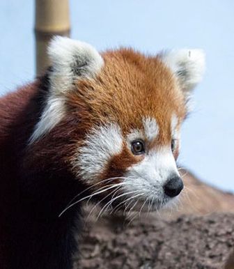 File:Parker red panda.jpg