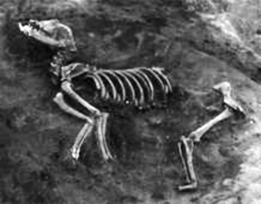 File:Bessemer mound dog skeleton.jpg