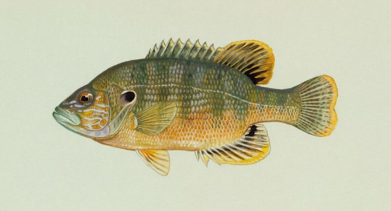 File:Green sunfish.jpg
