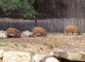 African red river hogs Star, Spangle, and Banner