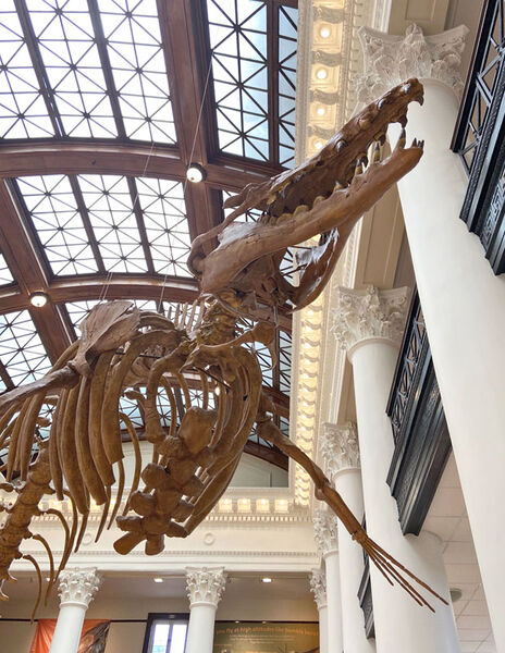 File:Basilosaurus skeleton.jpg